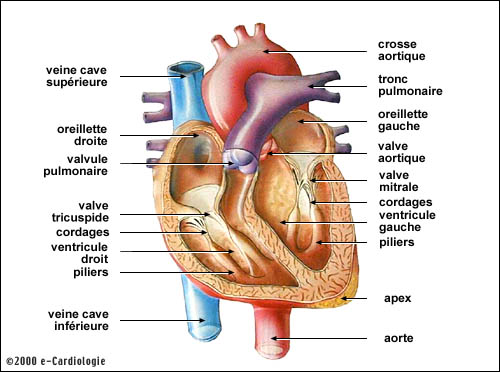 e-Cardiologie : l'infarctus du myocarde